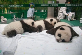 「奇跡」の三つ子パンダ、生後100日目で一般公開 中国