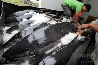 ハワイ沖キハダマグロの水銀含有量、年4%近く増加 ハワイ沖キハダマグロの水銀含有量、年4%近く増加
