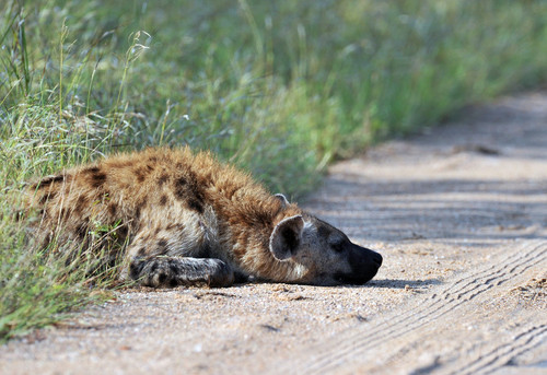ハイエナに「性器」食べられた男性、ザンビア