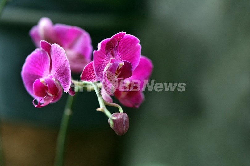温暖化で「山の上」に追われる動植物、研究論文 温暖化で「山の上」に追われる動植物、研究論文