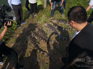 「生きた化石」ヨウスコウワニ、再び日本へ輸出 「生きた化石」ヨウスコウワニ、再び日本へ輸出