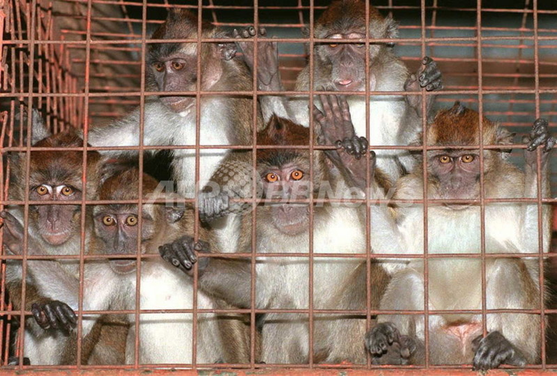 エボラ出血熱、発症後の霊長類の回復に成功 米研究 エボラ出血熱、発症後の霊長類の回復に成功 米研究
