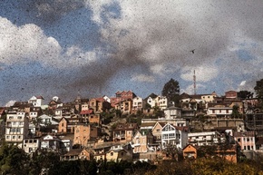 マダガスカル首都を覆う黒雲、イナゴの大群襲来