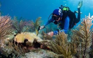 日焼け止め、世界のサンゴ礁に有害作用 研究 日焼け止め、世界のサンゴ礁に有害作用 研究