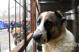 保護犬230匹を秘密裏に殺処分、韓国の動物愛護団体に非難 保護犬230匹を秘密裏に殺処分、韓国の動物愛護団体に非難