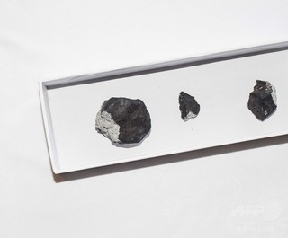 海洋生物の多様化、主流の「隕石説」に異論 研究 海洋生物の多様化、主流の「隕石説」に異論 研究