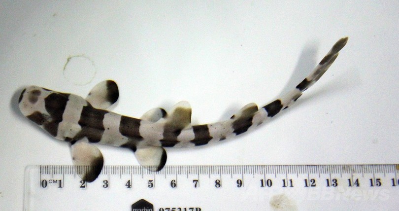 人工授精サメのふ化に成功、豪で初 人工授精サメのふ化に成功、豪で初