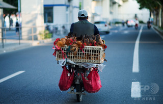 鳥インフルH7N4型、中国で人への初感染確認 香港当局が注意喚起 鳥インフルH7N4型、中国で人への初感染確認 香港当局が注意喚起