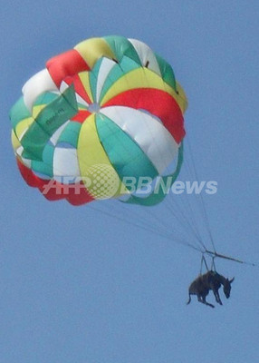 海水浴客があ然、ロシア南部のビーチ上空に「空飛ぶロバ」