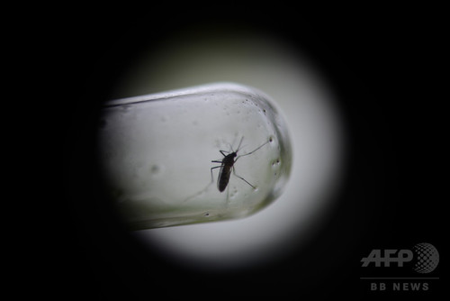 遺伝子組み換え蚊の放出計画に住民抗議、米フロリダ州 遺伝子組み換え蚊の放出計画に住民抗議、米フロリダ州