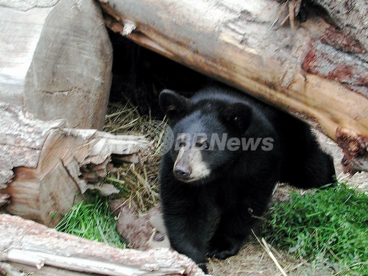 バイクとクマが衝突、ヘルメットカメラがその瞬間を撮影 カナダ バイクとクマが衝突、ヘルメットカメラがその瞬間を撮影 カナダ