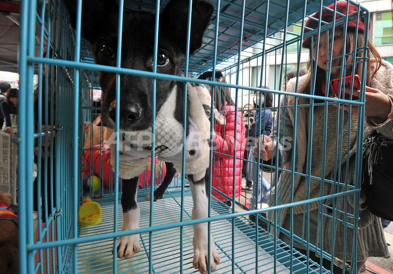 違法食肉処理場から犬の陰茎435本を押収、台湾・雲林県 違法食肉処理場から犬の陰茎435本を押収、台湾・雲林県