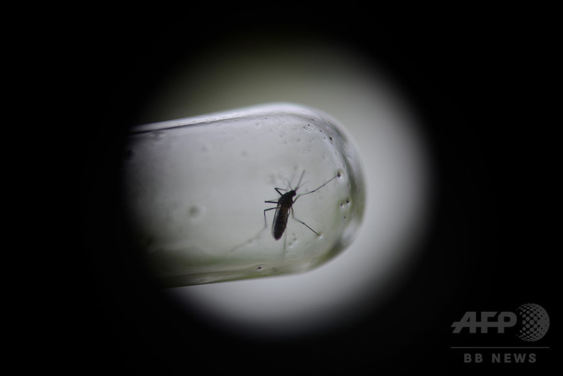遺伝子組み換え蚊の放出計画に住民抗議、米フロリダ州 遺伝子組み換え蚊の放出計画に住民抗議、米フロリダ州