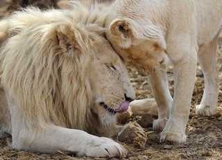 米政府、ライオン亜種を「絶滅危惧種」指定 保護を宣言 米政府、ライオン亜種を「絶滅危惧種」指定 保護を宣言