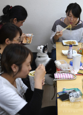 動画:オフィスに「猫同伴通勤」、ニャンとも癒やされるIT会社 東京 動画:オフィスに「猫同伴通勤」、ニャンとも癒やされるIT会社 東京