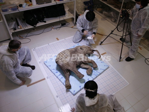 永久凍土から発見の子マンモス、世界10都市で公開へ 永久凍土から発見の子マンモス、世界10都市で公開へ