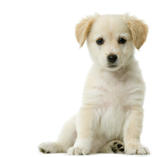 犬好きに朗報、LAとNYに「犬カフェ」オープン計画 犬好きに朗報、LAとNYに「犬カフェ」オープン計画