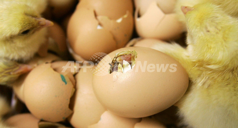 卵よりニワトリが先?めんどりがヒヨコ産む、スリランカ 卵よりニワトリが先?めんどりがヒヨコ産む、スリランカ