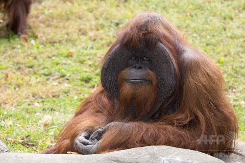 手話できるオランウータン「チャンテック」死ぬ、39歳 米動物園 手話できるオランウータン「チャンテック」死ぬ、39歳 米動物園