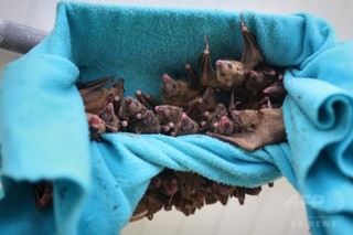 子コウモリ、群れの仲間から鳴き声の「なまり」を学習 研究 子コウモリ、群れの仲間から鳴き声の「なまり」を学習 研究