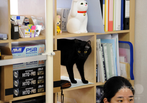 動画:オフィスに「猫同伴通勤」、ニャンとも癒やされるIT会社 東京 動画:オフィスに「猫同伴通勤」、ニャンとも癒やされるIT会社 東京