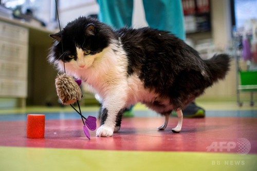 また自由に走れるニャン 両後ろ脚失った野良猫にバイオニック義肢 また自由に走れるニャン 両後ろ脚失った野良猫にバイオニック義肢