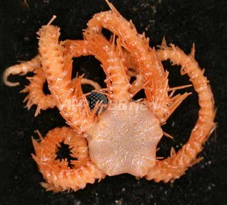 タスマニア島沖で、新種の海洋生物274種類を発見 タスマニア島沖で、新種の海洋生物274種類を発見