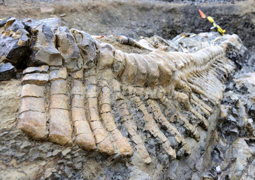 恐竜の尻尾の化石、完全な形で発見 メキシコ 恐竜の尻尾の化石、完全な形で発見 メキシコ