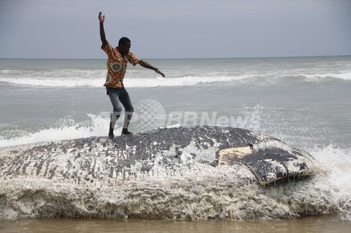 ガーナ海岸にクジラ死骸漂着、1週間で5頭 ガーナ海岸にクジラ死骸漂着、1週間で5頭
