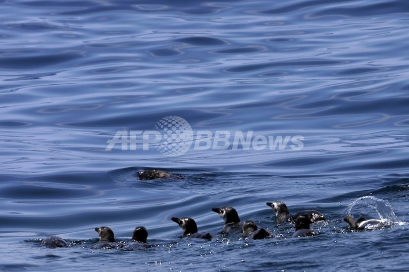 ペンギン512羽の死骸が海岸に、ブラジル南部 ペンギン512羽の死骸が海岸に、ブラジル南部