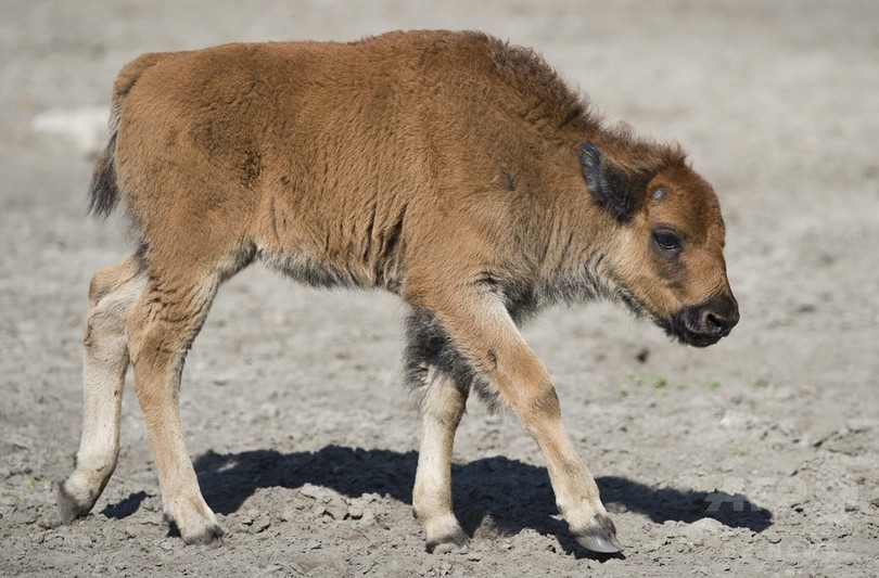 米公園で赤ちゃんバイソン安楽死、観光客の「善意」があだに 米公園で赤ちゃんバイソン安楽死、観光客の「善意」があだに