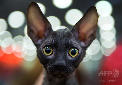 【特集】猫、猫、猫だらけ 【特集】猫、猫、猫だらけ