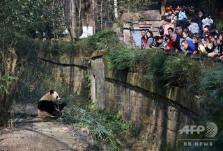 パンダ観覧エリアに女児転落、パンダ集まる中救助される 四川 パンダ観覧エリアに女児転落、パンダ集まる中救助される 四川