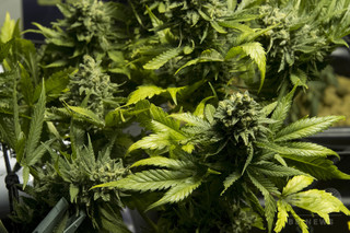 大麻の食欲増進効果「マンチ」の謎に迫る、研究 大麻の食欲増進効果「マンチ」の謎に迫る、研究