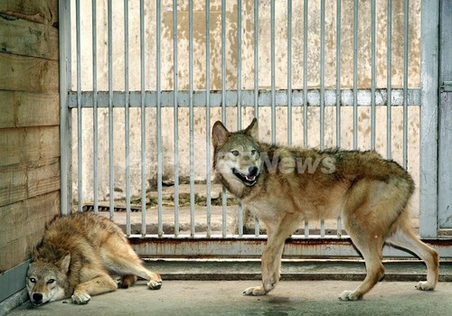 韓国・ソウル大、クローンオオカミの繁殖実験に意欲 韓国・ソウル大、クローンオオカミの繁殖実験に意欲
