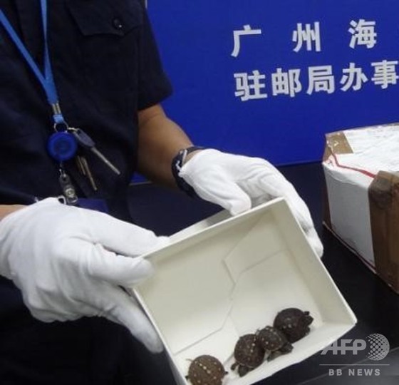 スナック菓子の容器に75匹の生きた子ガメが 広州税関が摘発 スナック菓子の容器に75匹の生きた子ガメが 広州税関が摘発