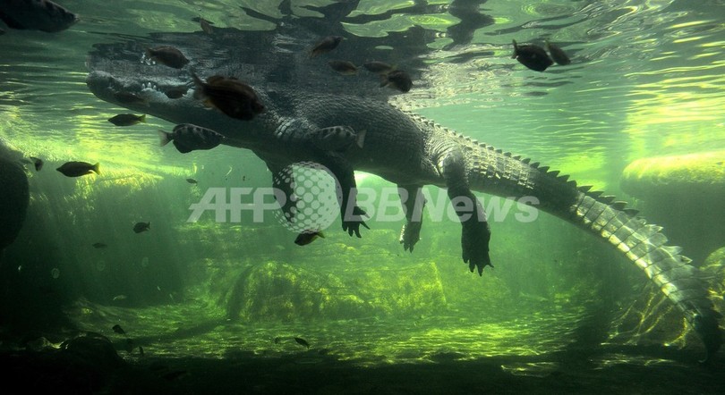 「世界ワニ被害ファイル」、豪研究者が発表 「世界ワニ被害ファイル」、豪研究者が発表