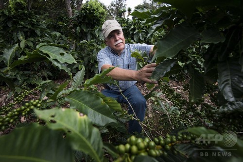 中米のコーヒー農園、気候変動の影響に悪戦苦闘