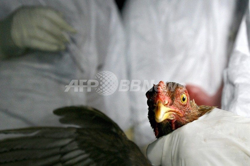 鳥インフル、二次感染させないニワトリを開発 英大学 鳥インフル、二次感染させないニワトリを開発 英大学