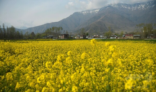 一面の黄色いじゅうたん、印カシミール地方でカラシナが満開