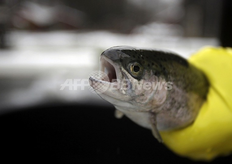 ニジマスを代理親にヤマメ、東京海洋大学が成功 ニジマスを代理親にヤマメ、東京海洋大学が成功