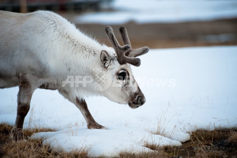 クリスマス向けにトナカイ肉販売したスーパー、動物愛護団体から集中砲火 英国 クリスマス向けにトナカイ肉販売したスーパー、動物愛護団体から集中砲火 英国