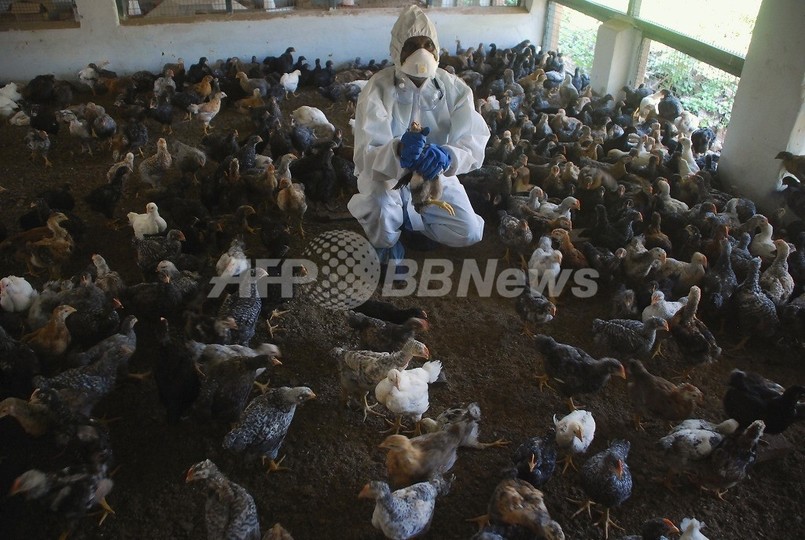 ヒト感染する鳥インフル変異株の論文、WHOが全文公開を勧告 ヒト感染する鳥インフル変異株の論文、WHOが全文公開を勧告