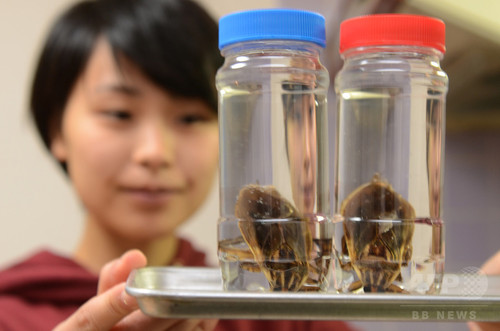 動画:コオロギやゴキブリが食材に、昆虫食伝道師の鍋パーティー 動画:コオロギやゴキブリが食材に、昆虫食伝道師の鍋パーティー