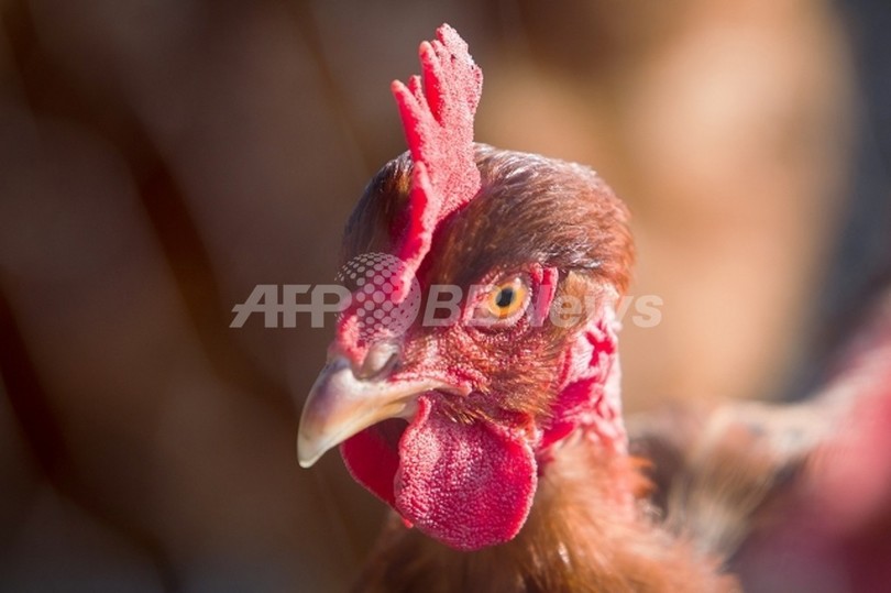 ナノ粒子の摂取は健康に影響か、米研究 ナノ粒子の摂取は健康に影響か、米研究