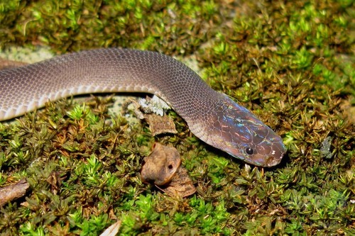 メコン川流域で新種163種確認、虹色の頭をもつヘビも メコン川流域で新種163種確認、虹色の頭をもつヘビも