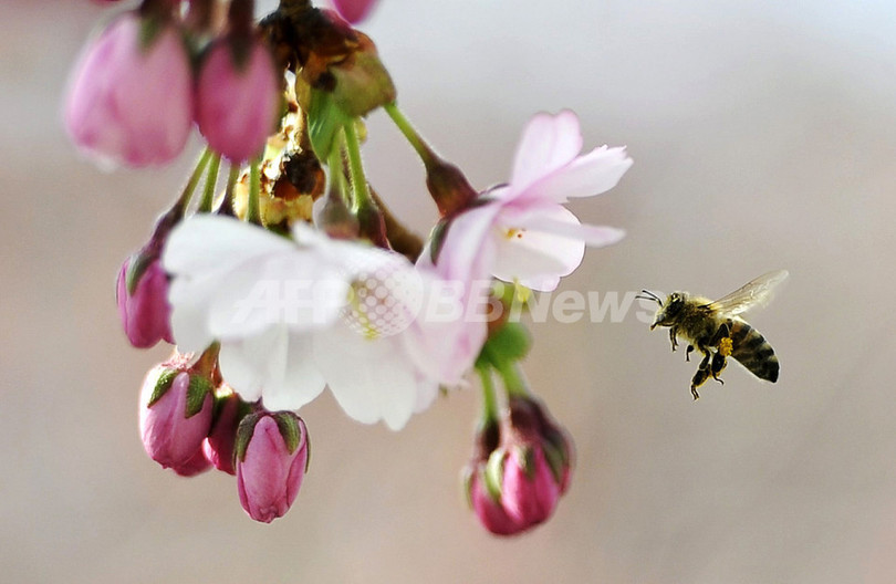 ハチ激減と関連性ある殺虫剤3種、2年間の使用禁止へ EU ハチ激減と関連性ある殺虫剤3種、2年間の使用禁止へ EU
