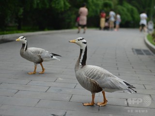 絶滅危惧種インドガン 保護活動で7年で2倍に増加 絶滅危惧種インドガン 保護活動で7年で2倍に増加
