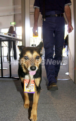 毒ヘビと死闘、飼い主救った牧羊犬が昏睡状態に 毒ヘビと死闘、飼い主救った牧羊犬が昏睡状態に