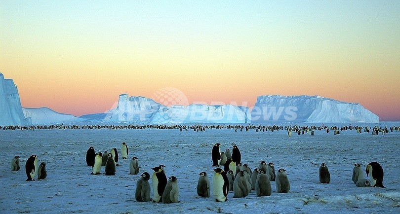 新たなペンギン生息地を発見、衛星写真に映った「フン」で 新たなペンギン生息地を発見、衛星写真に映った「フン」で